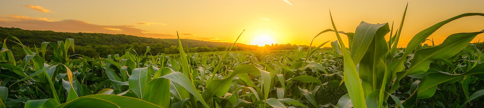 Sunset behind corn field.